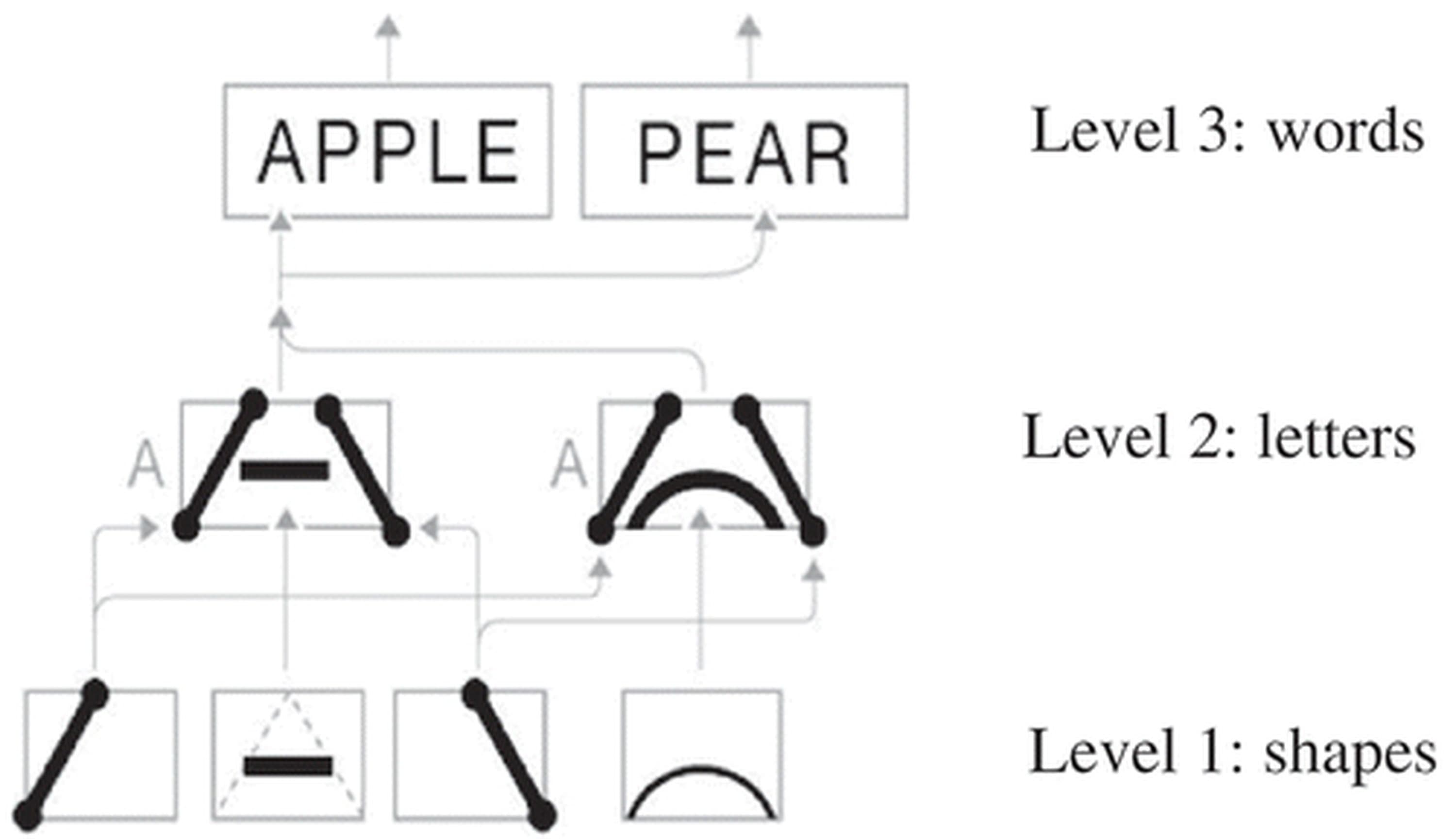 Pattern recognition hierarchy: shapes become letters, letters become words